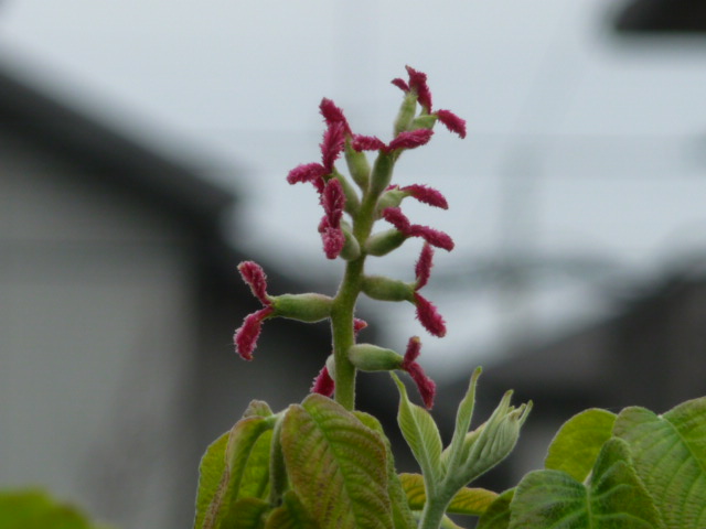 83 オニグルミ