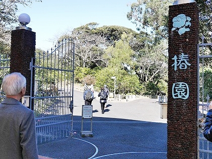 大島公園　椿園　伊豆大島