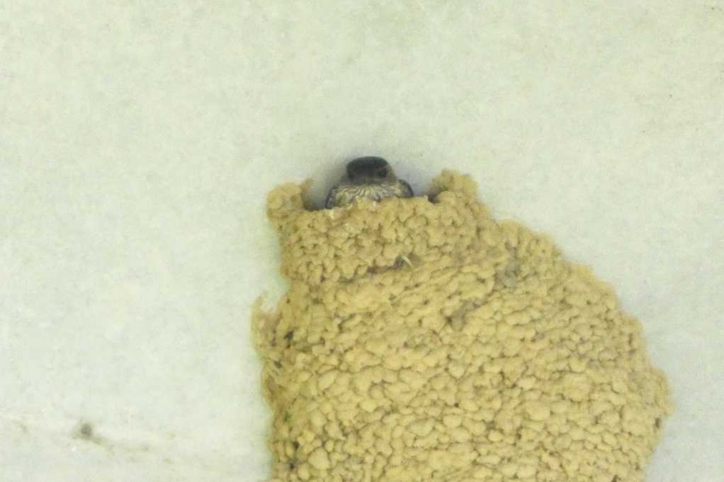 515