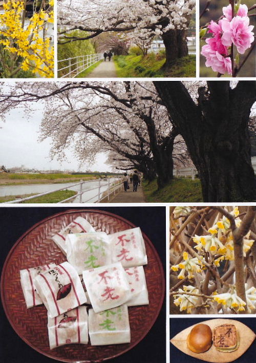 2013春の花B6
