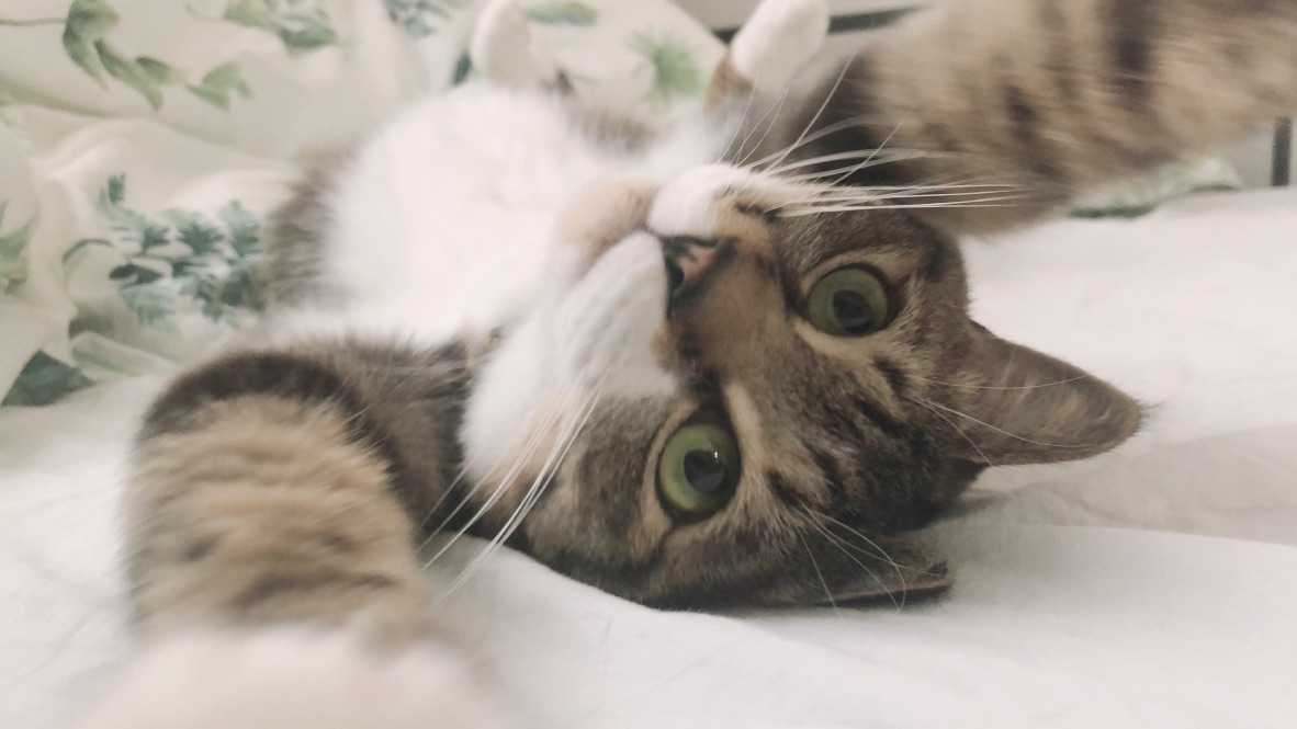 毎日ダイエットとでぶねこ