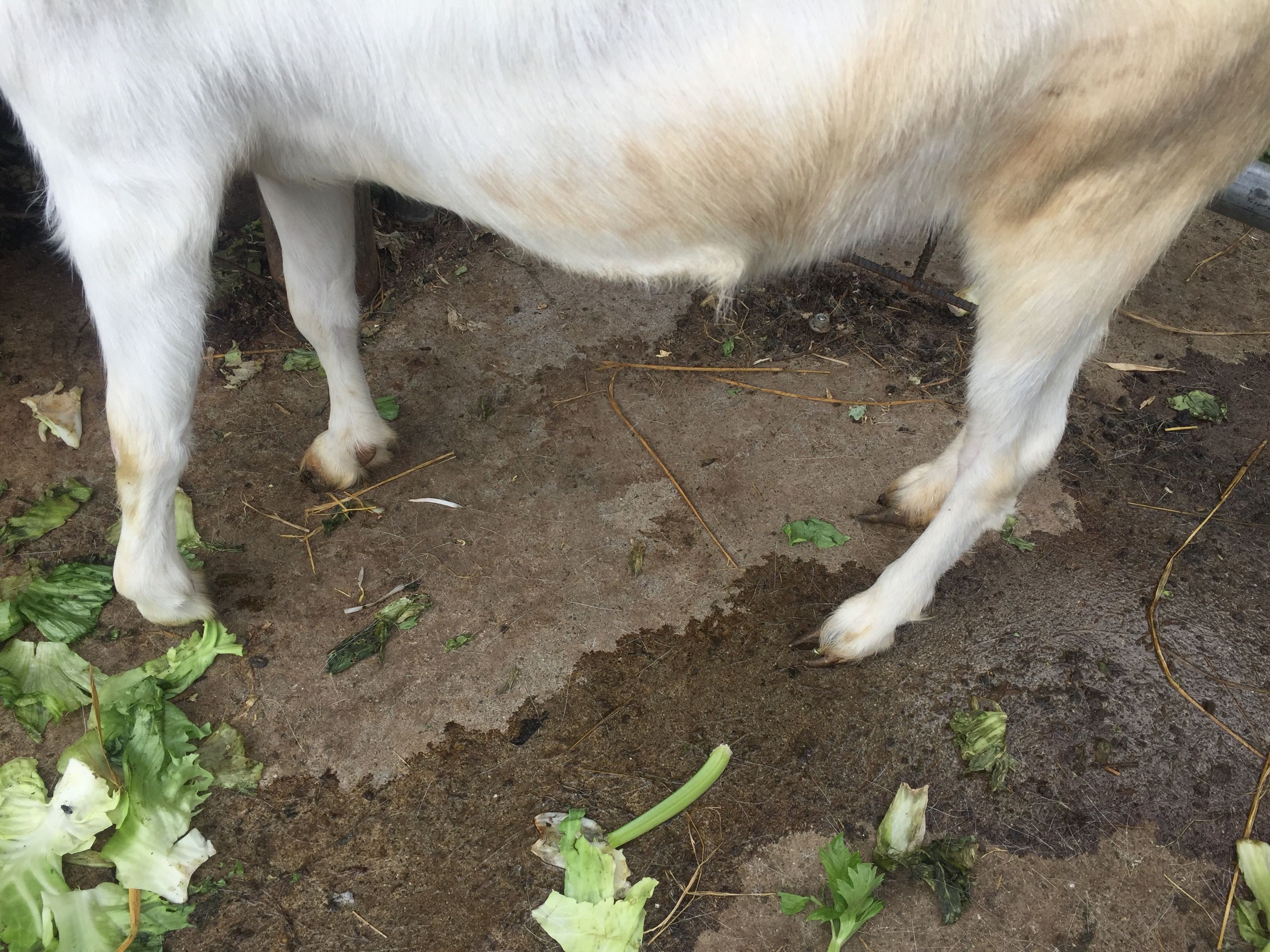 忘れてはならない 削蹄 さくてい 山羊 やぎ ヤギ 定年退職したら ヤギを飼うぞ レッツ Goat 楽天ブログ