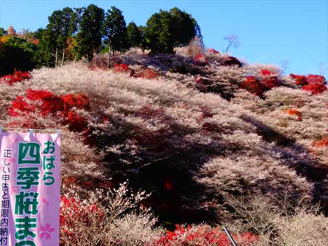 DSC08580_R.JPG