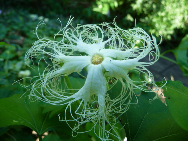 226 烏瓜の花