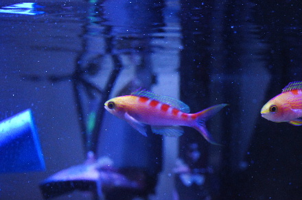 2012_1206ｱｻﾋ、全景0009.JPG