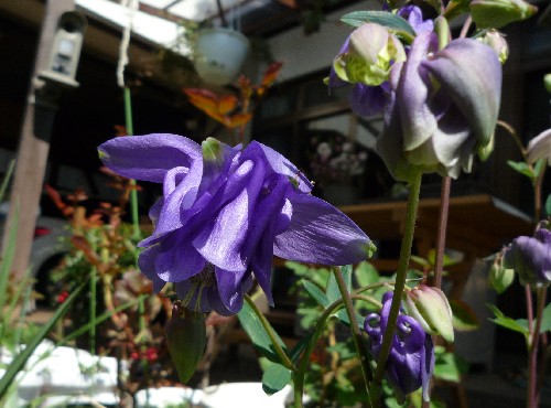 P1100080-1.JPG