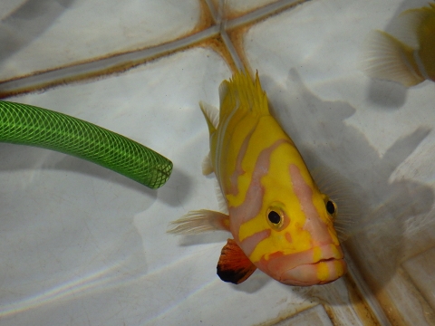 シマハタ（Cephalopholis igarashiensis）75　深海魚飼育　neptune grouper