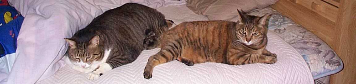 「猫が好き」のブログ