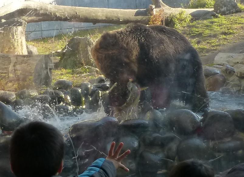 bear.jpg