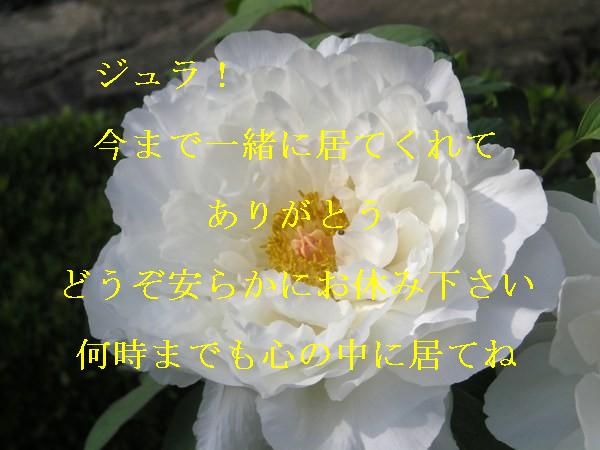 別れ