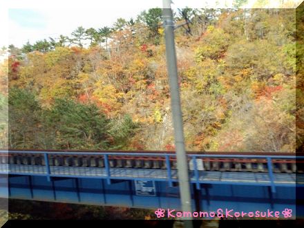 IMG_20121103_125015.jpg