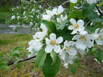 りんごの花1