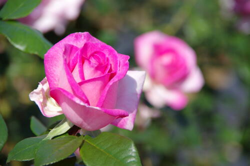 生田緑地ばら苑の秋薔薇