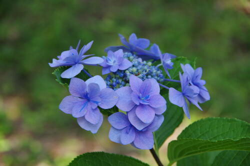 昭和記念公園の紫陽花