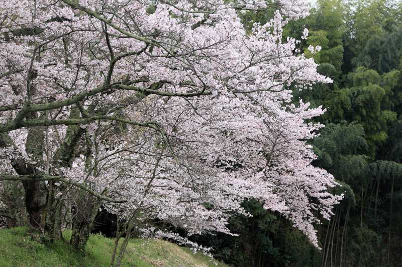 永久寺跡池のサクラ_002.jpg