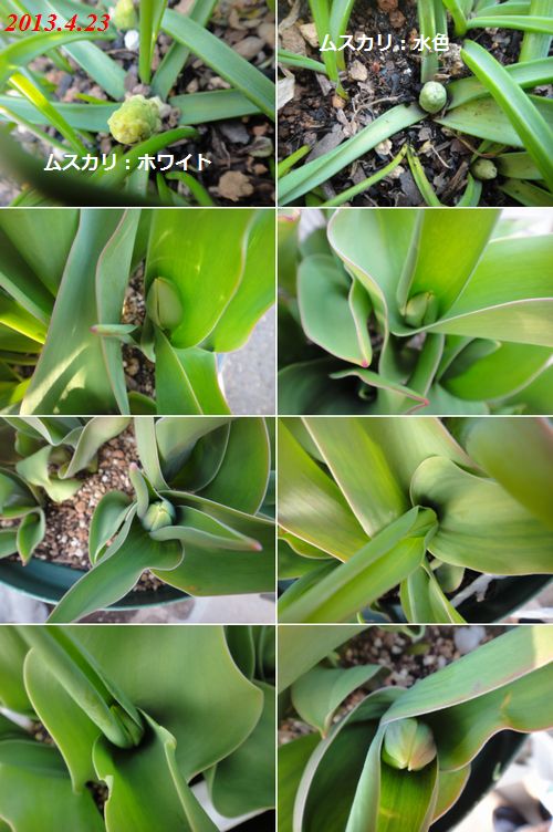 ムスカリ、チューリップの花芽