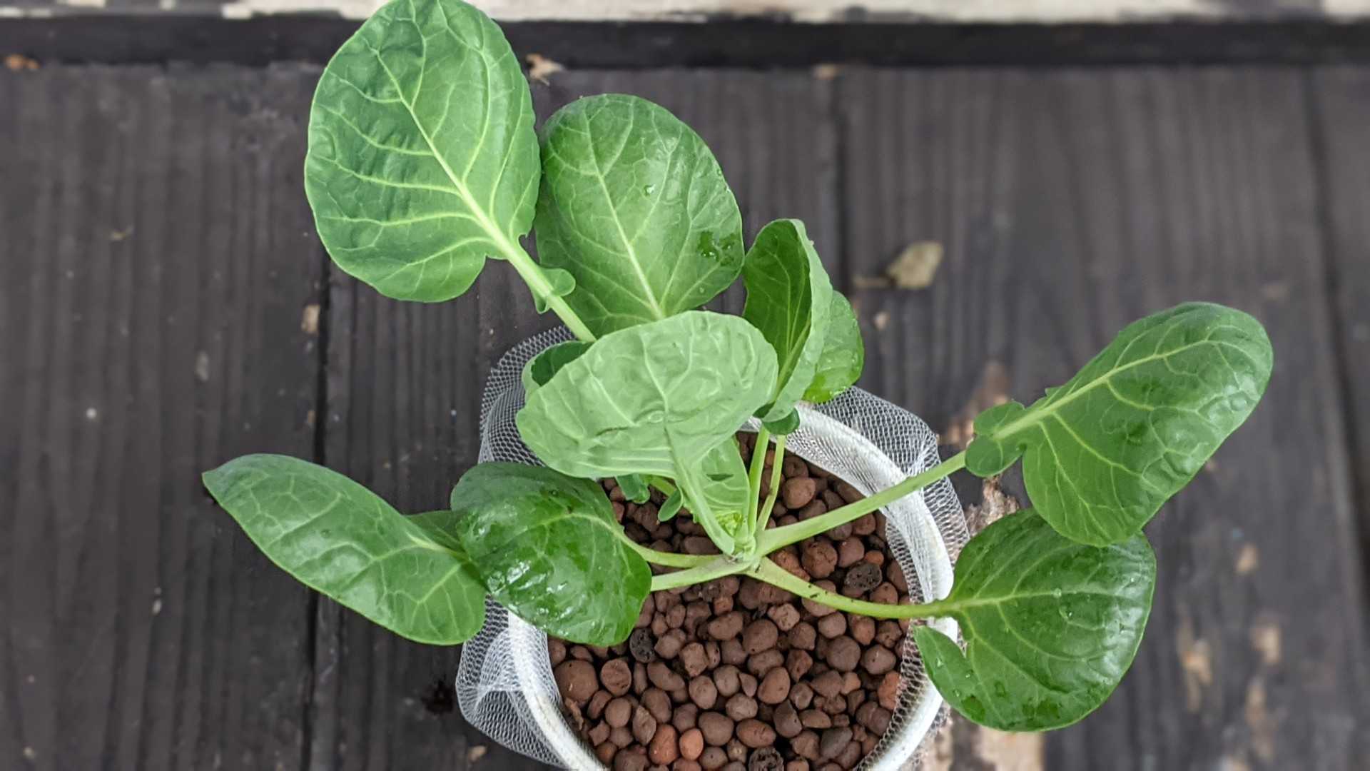 芽キャベツの水耕栽培 ぐり んおあしす Oniwa Cafe 楽天ブログ