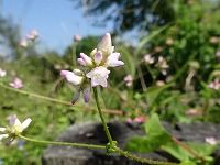 誕生花のないママコノシリヌグイ 継子の尻拭い の花言葉 見かけによらぬ トゲに守られて咲く可憐な小花の 変わらぬ愛情 弥生おばさんのガーデニングノート 花と緑の365日 楽天ブログ