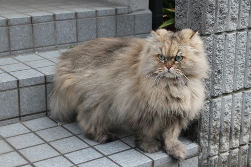 玄関のミッシェル君.jpg