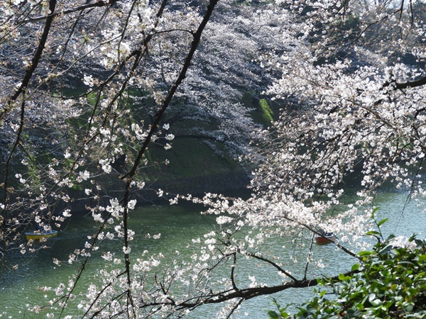 千鳥ヶ淵緑道