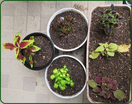 栄養系コリウスは購入すると挿し木をいっぱい！コリウスの種類