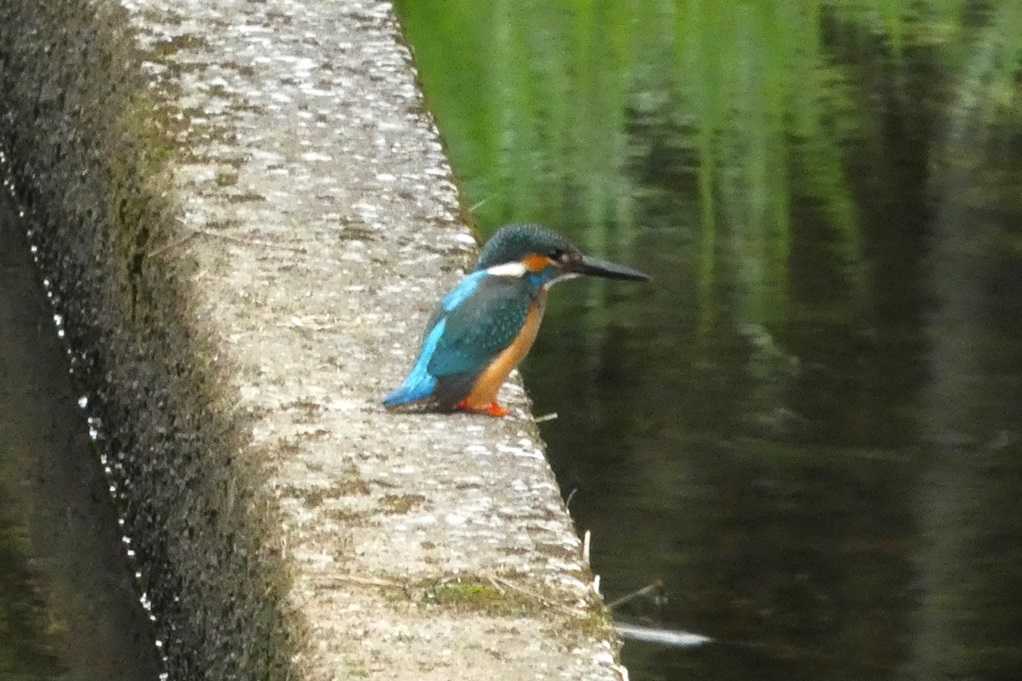 515