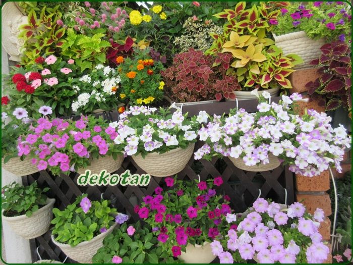 見せる花壇 ゼラニウムとぺラルゴニウムの剪定 狭い庭を花いっぱいにする育て方 楽天ブログ