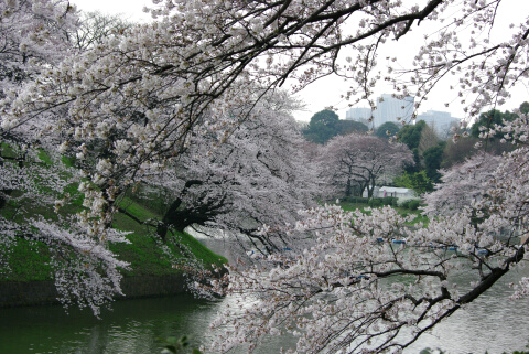 千鳥ヶ淵緑道