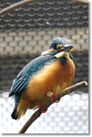 東京旅行-75 カワセミ-2 13.10.5