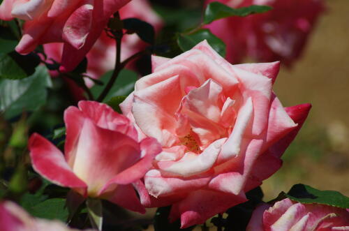 谷津バラ園のバラの花