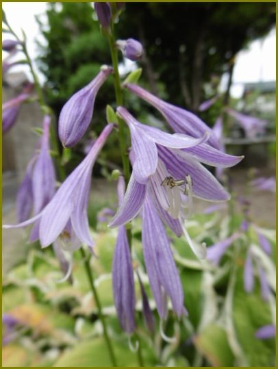 ８月16日 擬宝珠の花は清かに咲きにけり 花の歳時記 天南星の魅力 山野草 楽天ブログ