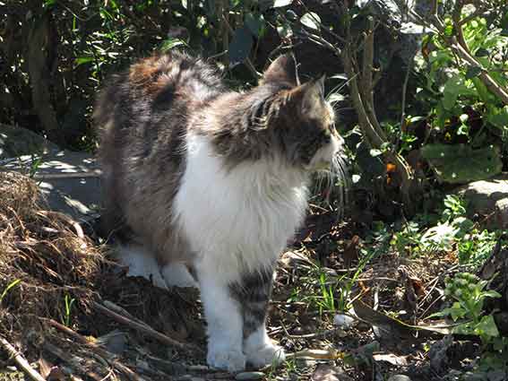 我が家のニャンコ♪2016/3/22-2