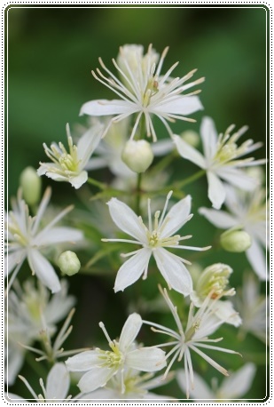 ボタンヅル-2 13.9.4