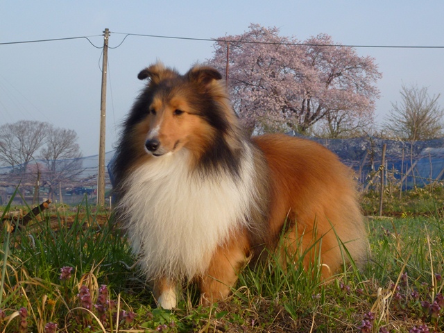 P1000323 - コピー.JPG