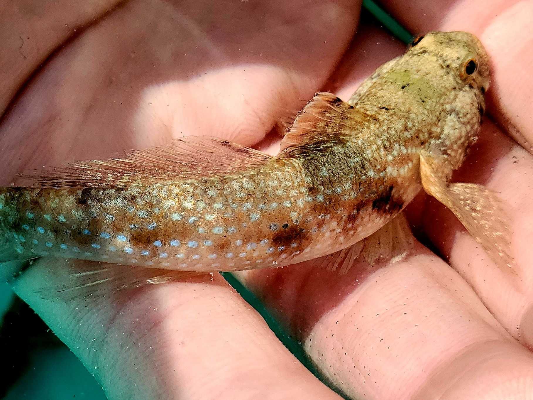 魚採り 魚と日常ブログ 楽天ブログ