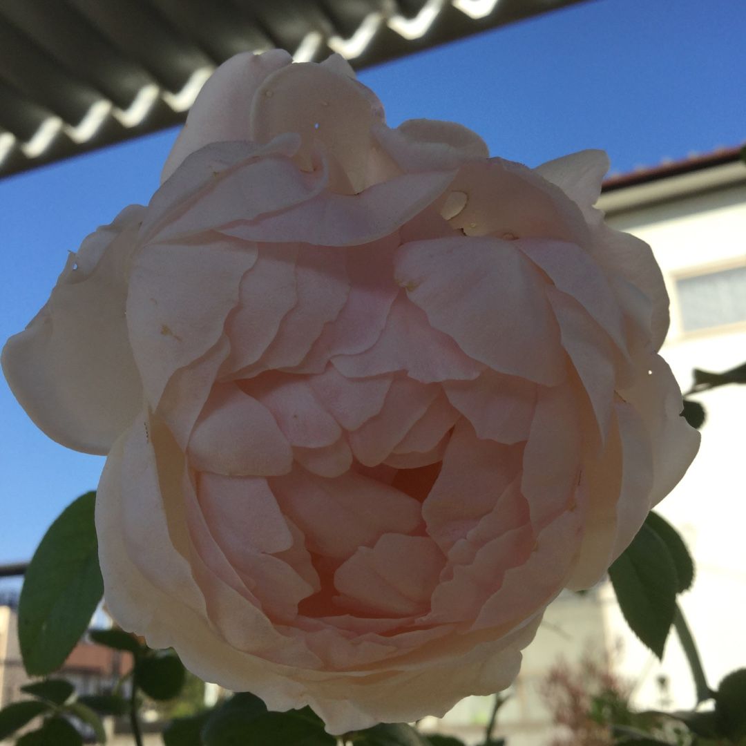 マダムフィガロとマドモアゼルメイアン ばらと猫とフラメンコ 楽天ブログ