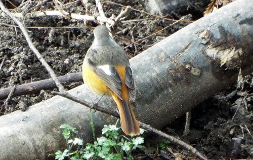 野鳥・２月２５日