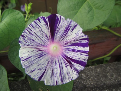 花２３.jpg