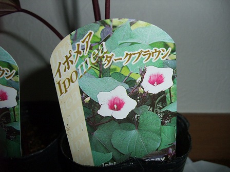 イポメア・ダークブラウン 20130707-2