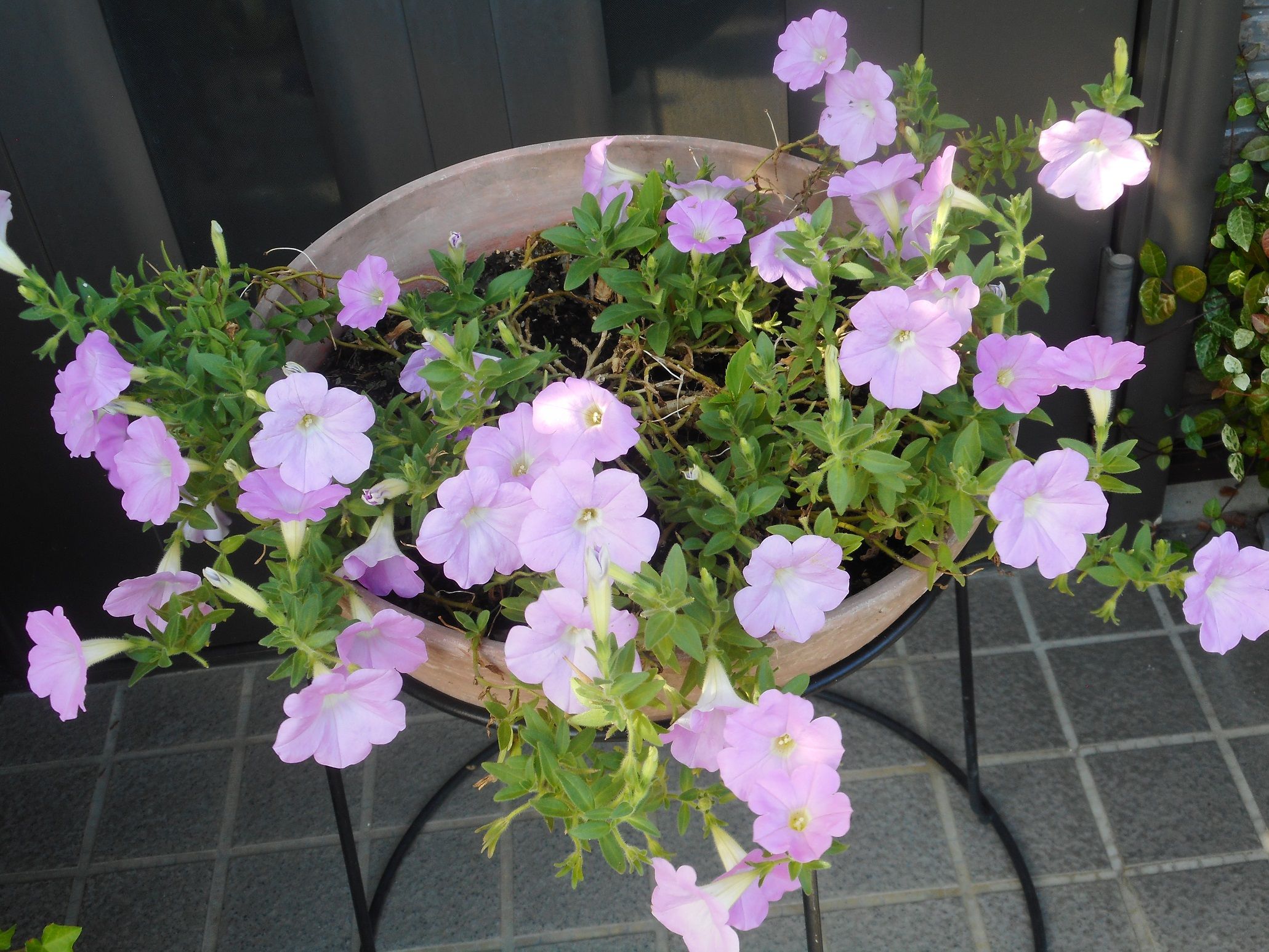 我が家のペチュニアたち 19 ｔｅａ ｇａｒｄｅｎ ちょっとひとりごと 楽天ブログ