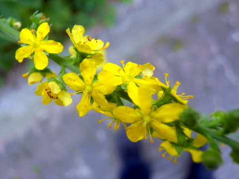 キンミズヒキの花の枝