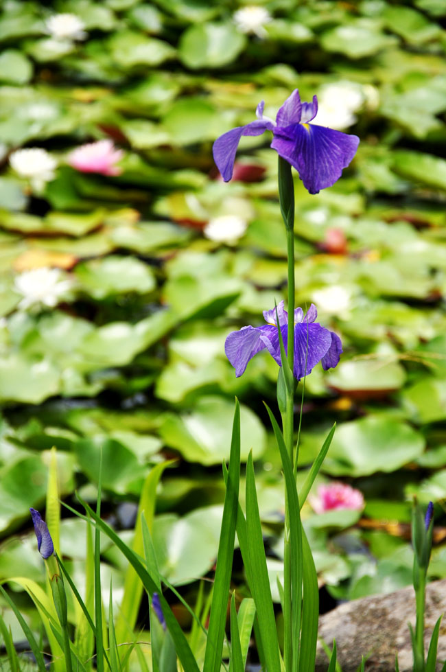 花７
