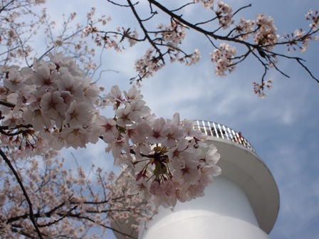 潮風、灯台、桜 (4)