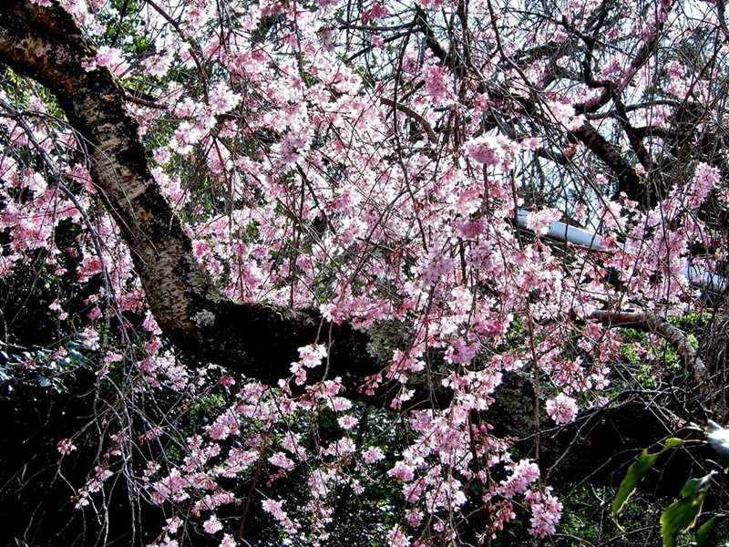 紅枝垂れ桜3