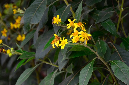 ツワブキの花に似ている