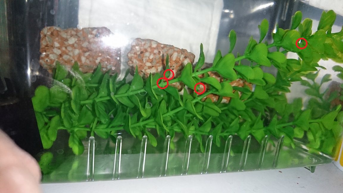 金魚が卵を産みました まずかるパパのブログ 楽天ブログ