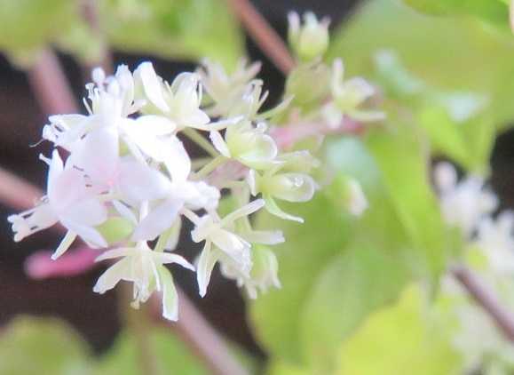 バタバタ忙しい 花はジュズサンゴ だい のひとりごと 楽天ブログ