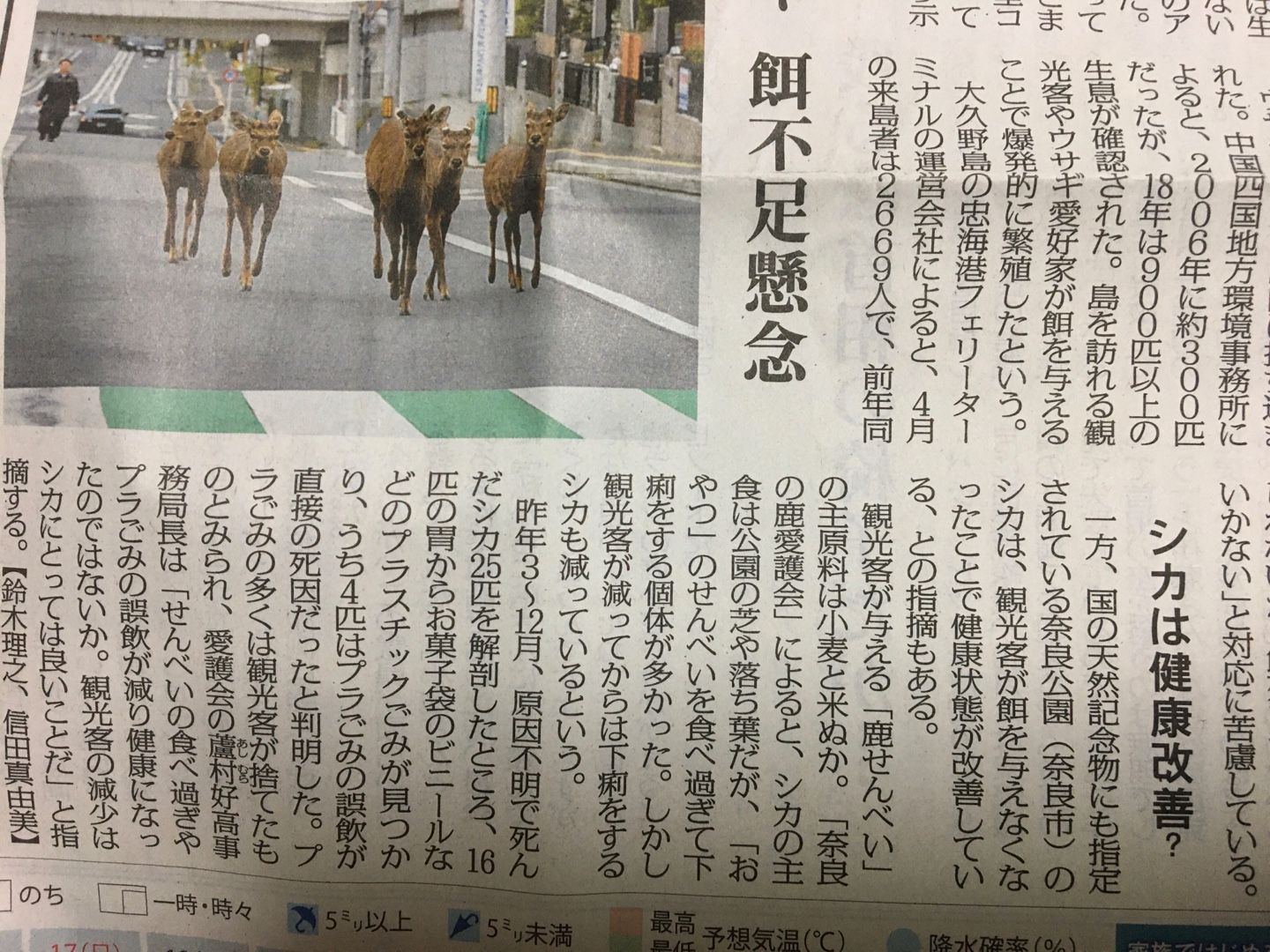 奈良公園の鹿さん うさぎの日々是好日 楽天ブログ