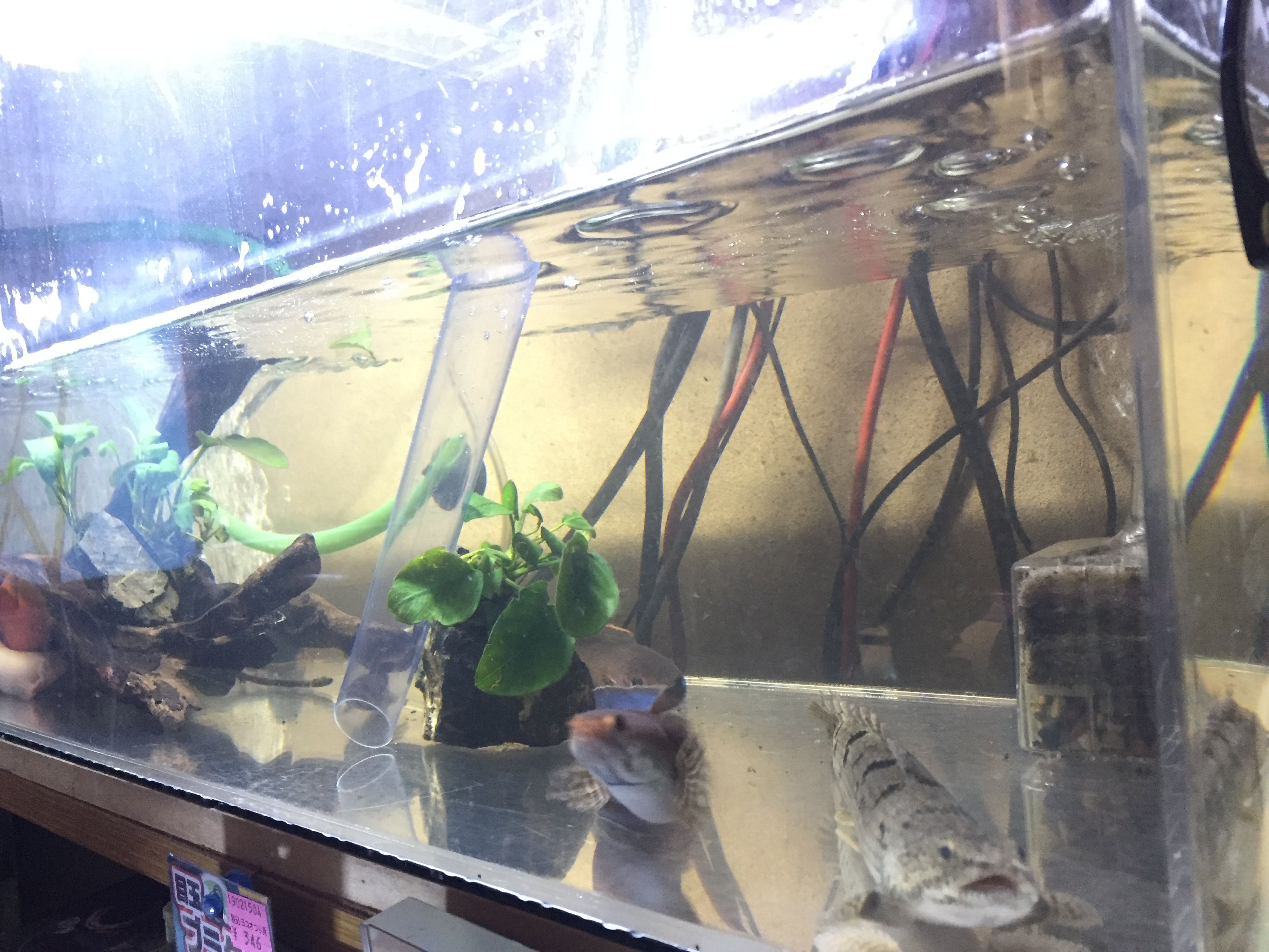 金魚と熱帯魚 多趣味の腰痛持ち 楽天ブログ