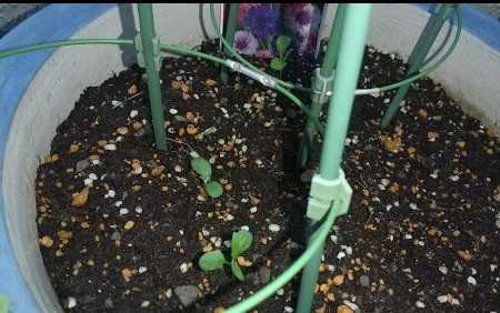 チューリップ クロッカスを植える ヤグルマギクその後 サツマイモ水栽培の状況 秋に咲くヒマワリ なのかもね 楽天ブログ